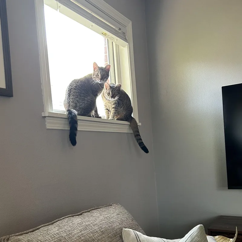 Phoenixand Rebel thumbnail 2