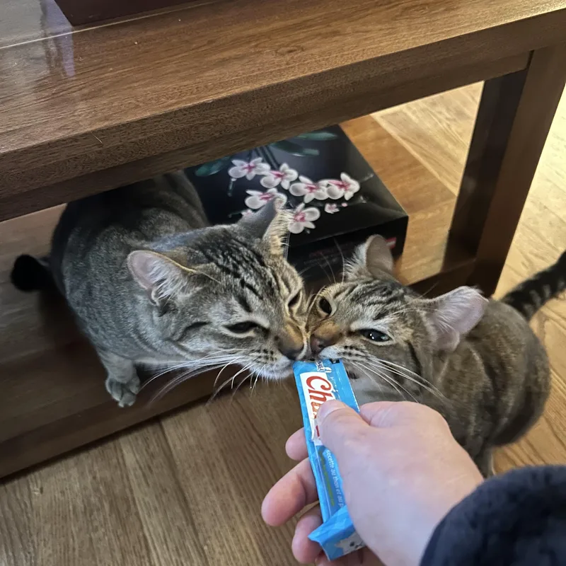 Phoenixand Rebel thumbnail 4