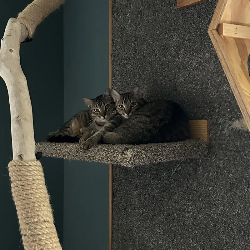 Phoenixand Rebel thumbnail 5