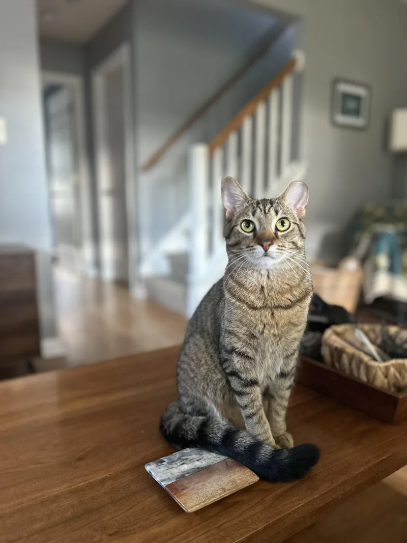 Phoenixand Rebel thumbnail 6