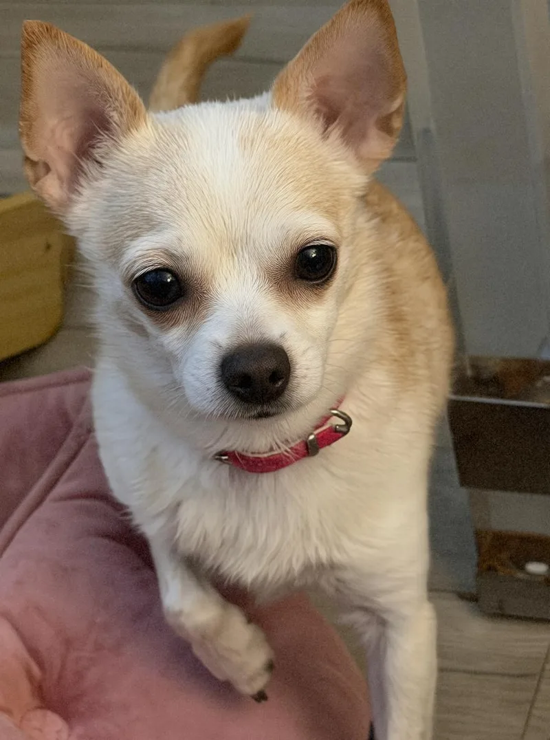 A senior small-sized female White / Cream Chihuahua dog named Gracie for adoption in Tarzana, CA