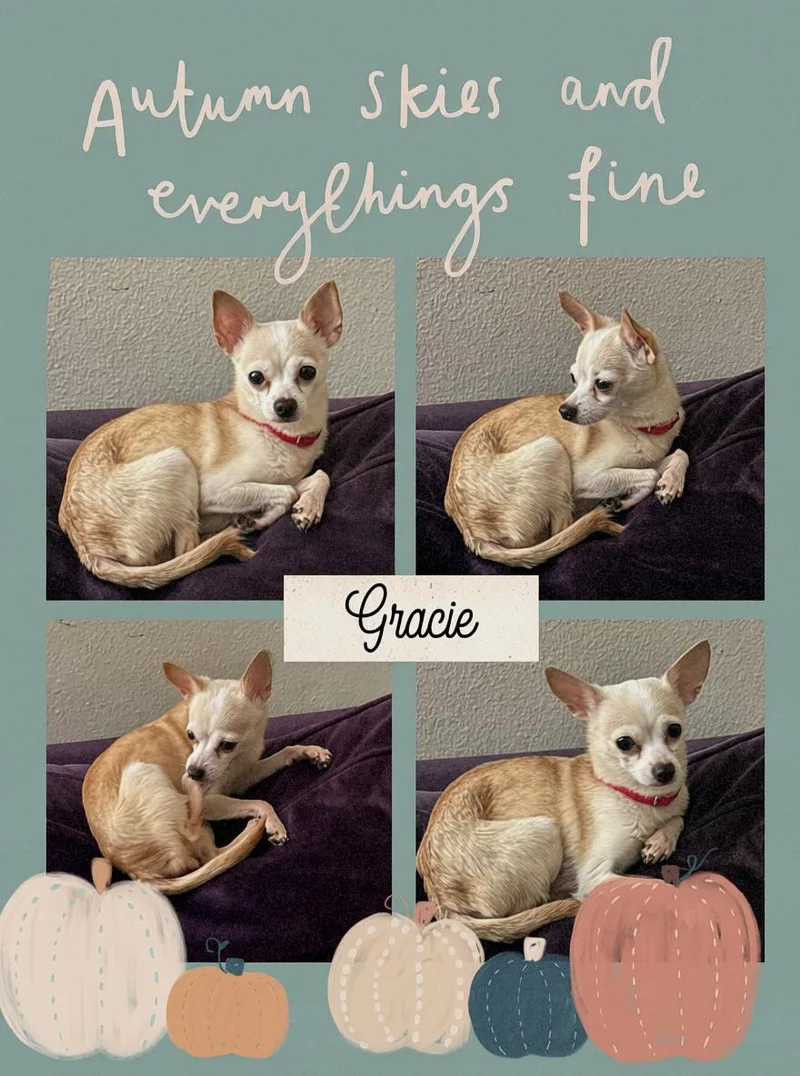 Gracie thumbnail 2