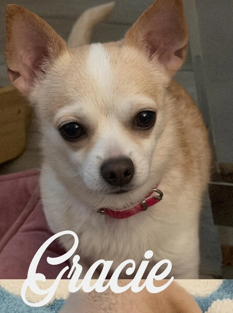 Gracie thumbnail 3