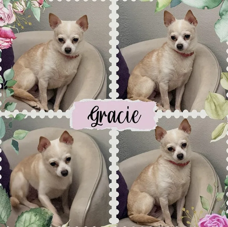 Gracie thumbnail 4