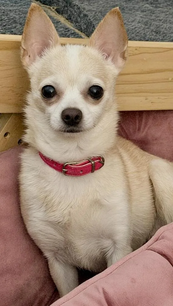 Gracie thumbnail 5