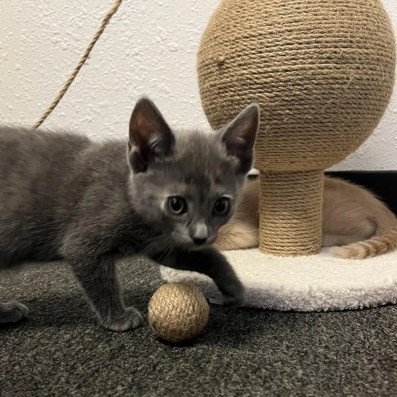 A baby small-sized female Gray / Blue / Silver Domestic Short Hair cat named Plane for adoption in Brea, CA