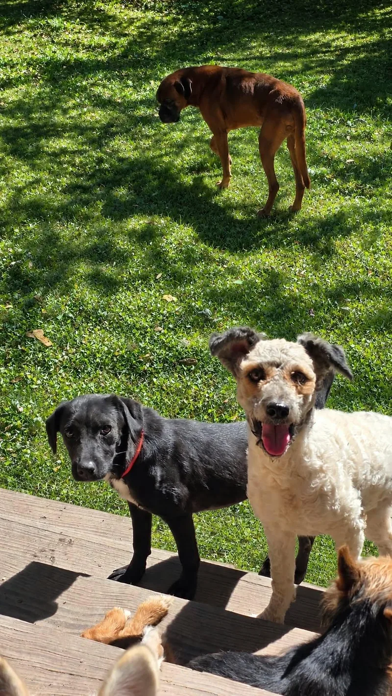A young small-sized female Black Dachshund dog named Tilly for adoption in church point, LA