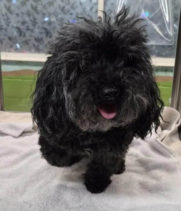 A senior small-sized female Poodle dog named Pen for adoption in Lawrenceville, GA