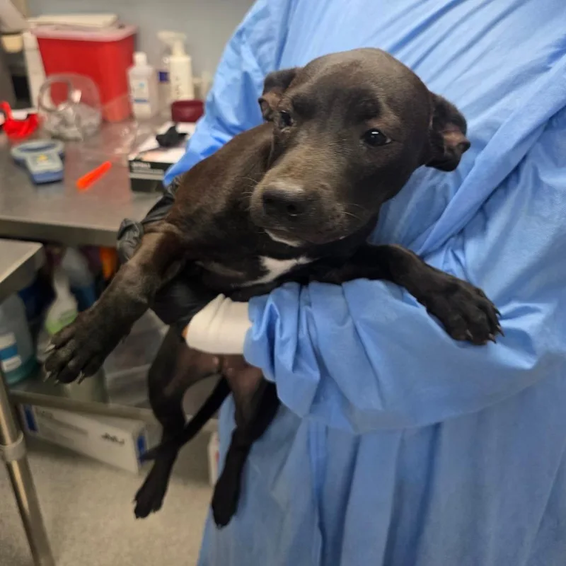A baby medium-sized female Black Mixed Breed dog named Winnie nka Coco for adoption in Duncan, OK