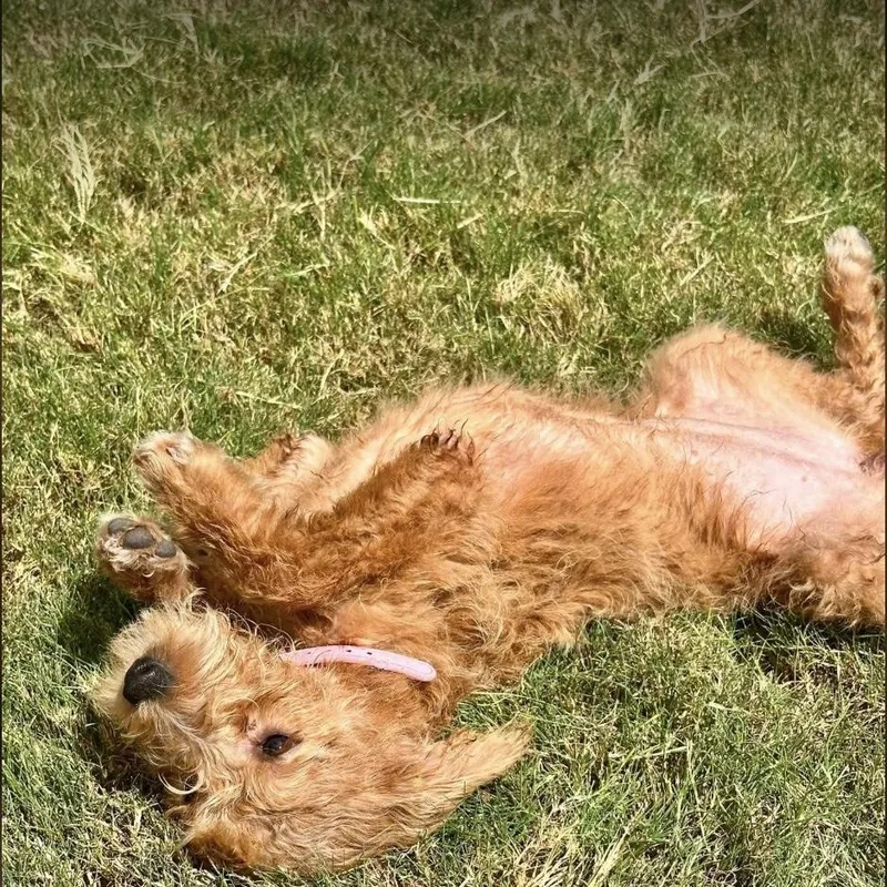 A baby small-sized female Golden Goldendoodle dog named Reeses for adoption in Georgetown, TX