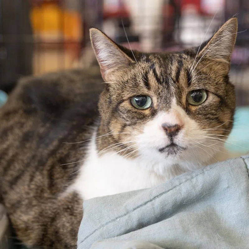 A senior small-sized female Brown / Chocolate Domestic Short Hair cat named Gabiwhs for adoption in Merrifield, VA