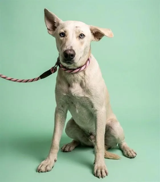 A young medium-sized male Mixed Breed dog named Fanboy for adoption in Jacksonville, FL