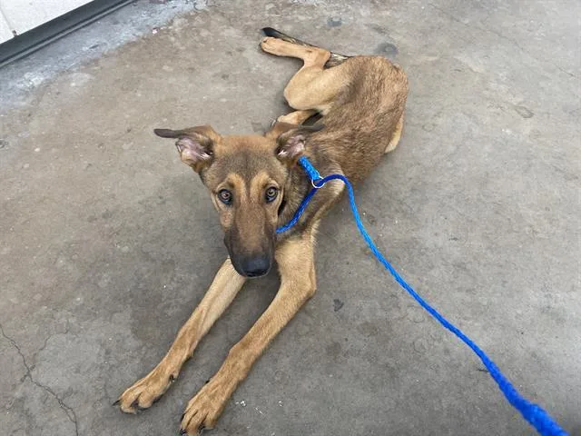 A young medium-sized female Mixed Breed dog named Britney for adoption in Dallas, TX
