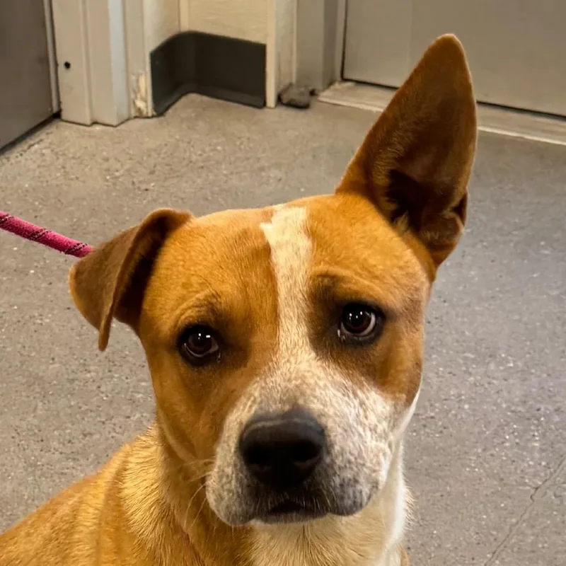 An adult medium-sized male Brown / Chocolate Mixed Breed dog named Red for adoption in Las Cruces, NM
