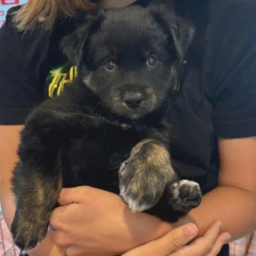 A baby small-sized female Black Mixed Breed dog named Kona for adoption in San Juan Capistrano, CA