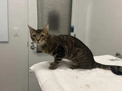 An adult medium-sized male Brown / Chocolate Domestic Short Hair cat named Mr. Delicious for adoption in Kansas City, MO