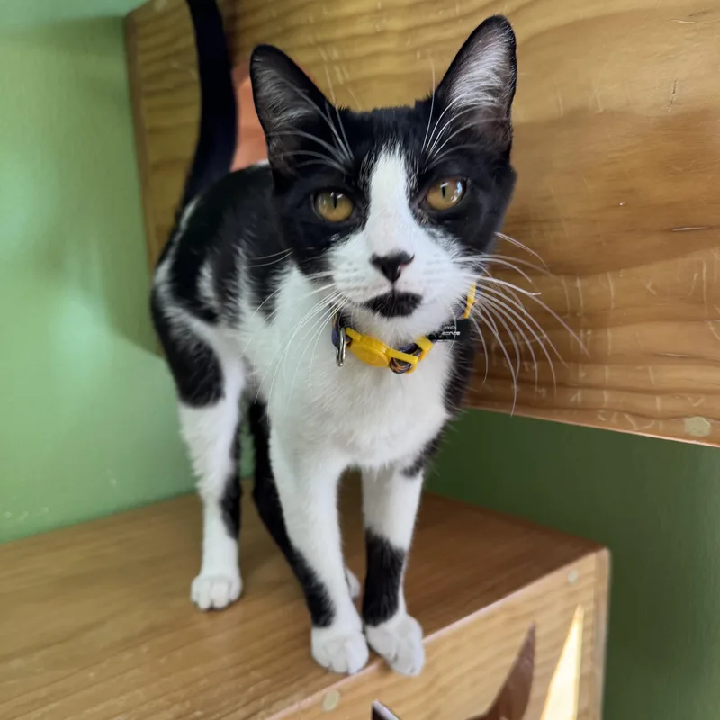 A young small-sized female Black & White / Tuxedo Domestic Short Hair cat named Violet for adoption in Greenbelt, MD