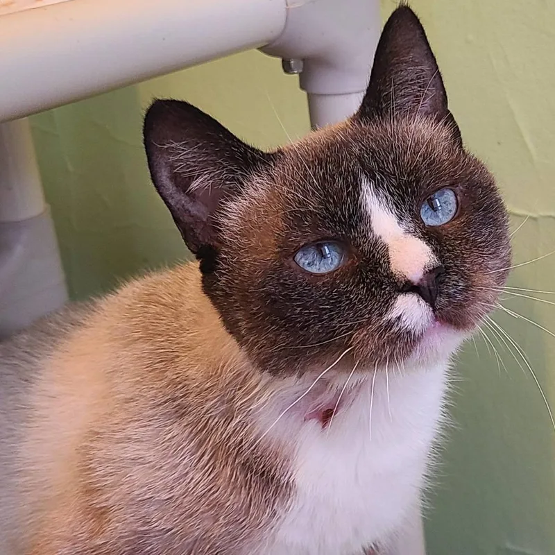 Diamond Jack thumbnail 2