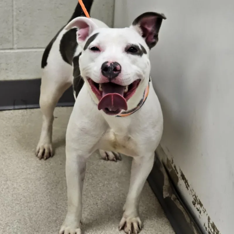 An adult medium-sized female White / Cream Pit Bull Terrier dog named Bindi for adoption in Evansville, IN
