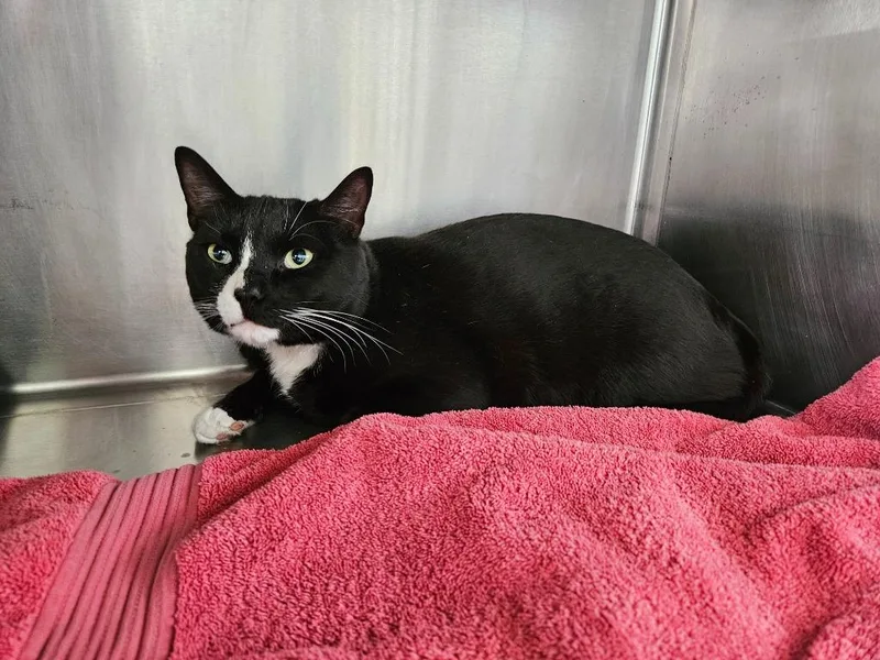 An adult medium-sized male Domestic Short Hair cat named Puck for adoption in Cumberland, ME