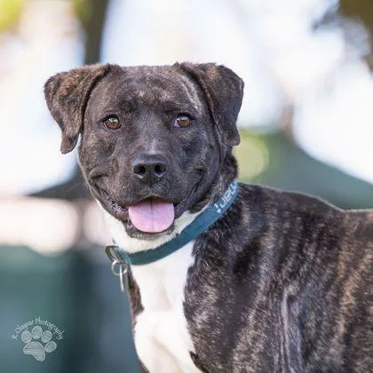 An adult medium-sized female Pit Bull Terrier dog named Dakota for adoption in Honolulu, HI