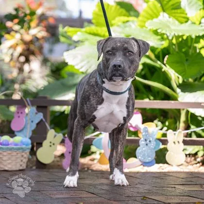 Dakota thumbnail 3