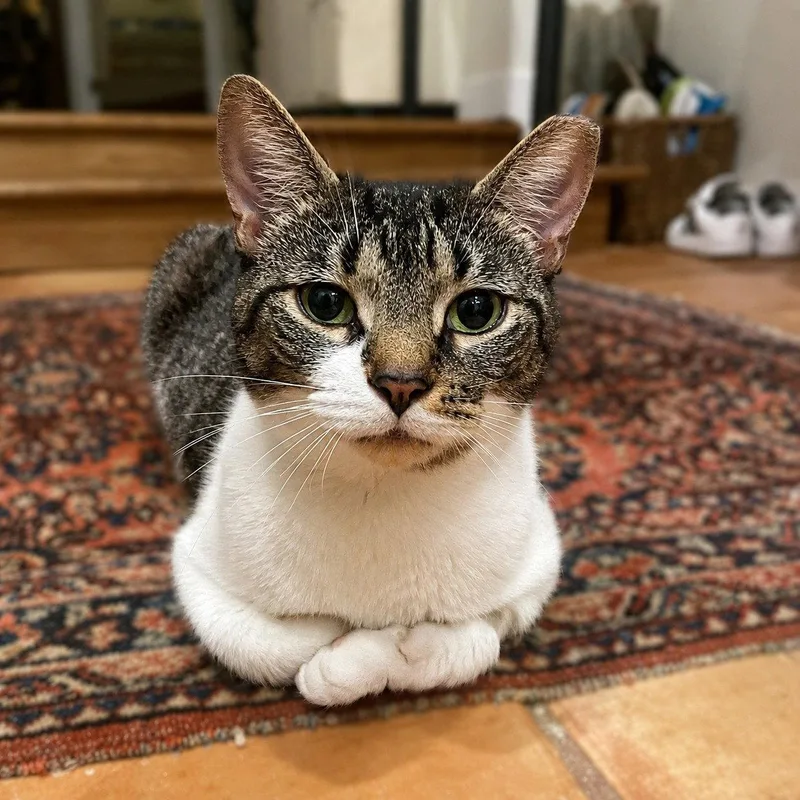 A young medium-sized female Domestic Short Hair cat named Anna  years for adoption in Sterling, MA