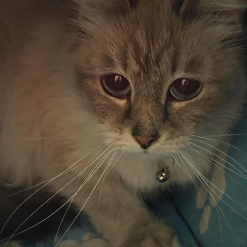 A young medium-sized female Seal Point Ragdoll cat named Katniss for adoption in Boca Raton, FL