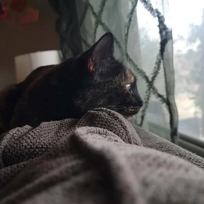 Hazel Jane  Very thumbnail 4