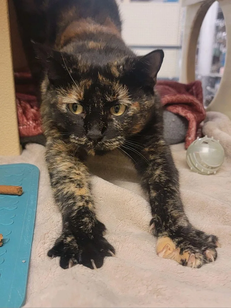 Hazel Jane  Very thumbnail 5