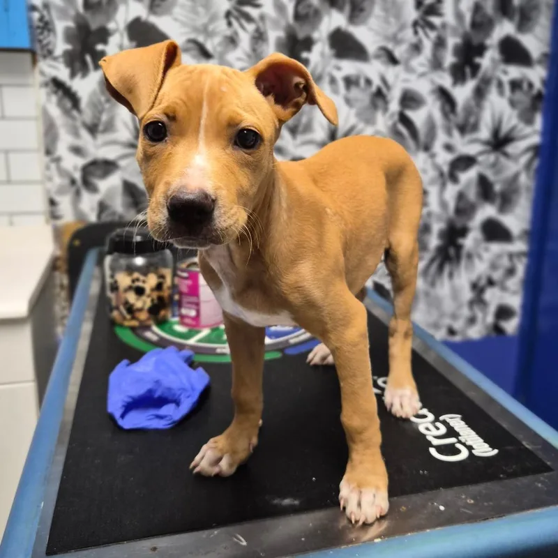 A baby medium-sized female Brown / Chocolate Terrier dog named Care Bear for adoption in Wahiawa, HI