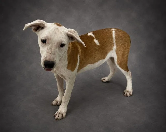 A baby medium-sized female American Bulldog dog named Tot Tot for adoption in Winter Haven, FL