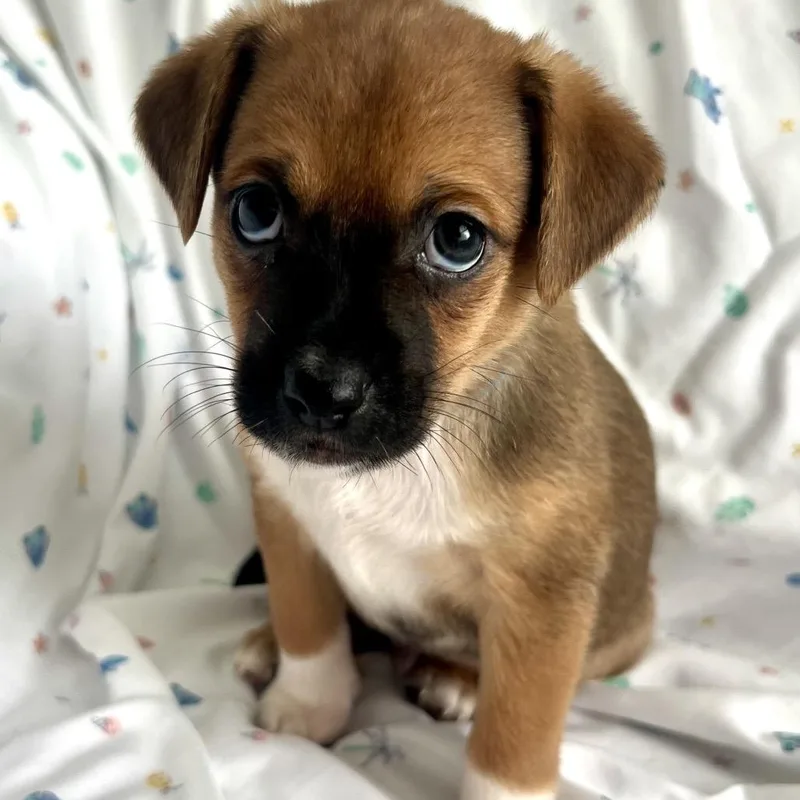A baby small-sized male Brown / Chocolate Mixed Breed dog named Coming Soon Waffle for adoption in Goodlettsville, TN