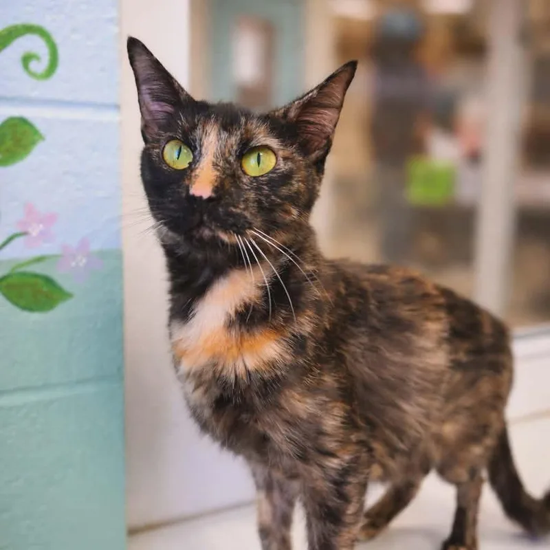 Moonshine thumbnail 2