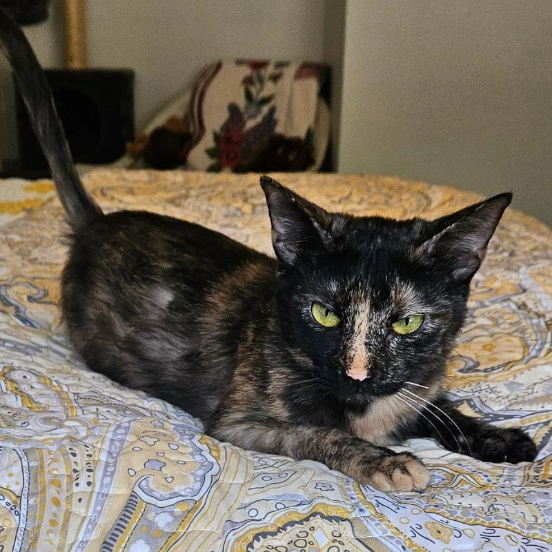 Moonshine thumbnail 3