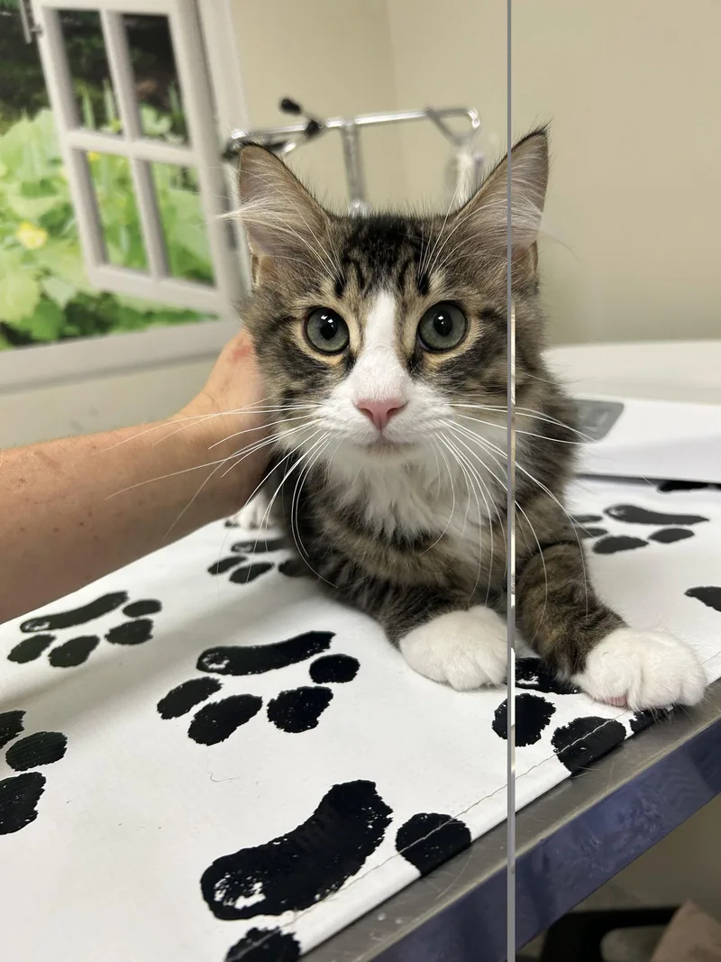 A baby medium-sized male Domestic Long Hair cat named Phil for adoption in Lancaster, PA