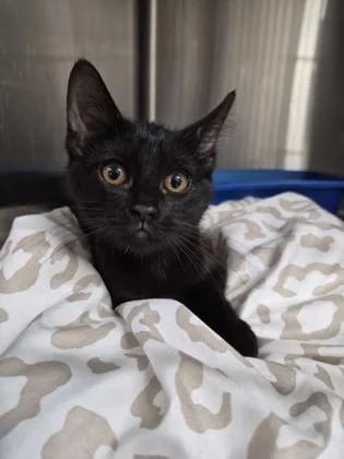 A young small-sized female Domestic Short Hair cat named Petunia for adoption in Clarks Summit, PA