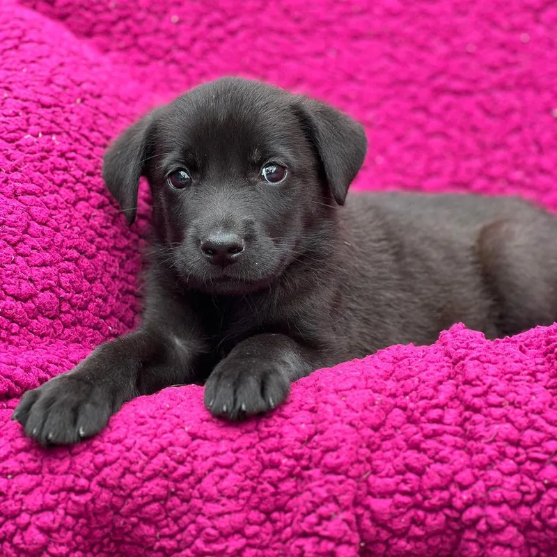 A baby large-sized female Labrador Retriever dog named Windy Pup  Brisky for adoption in San Diego, CA