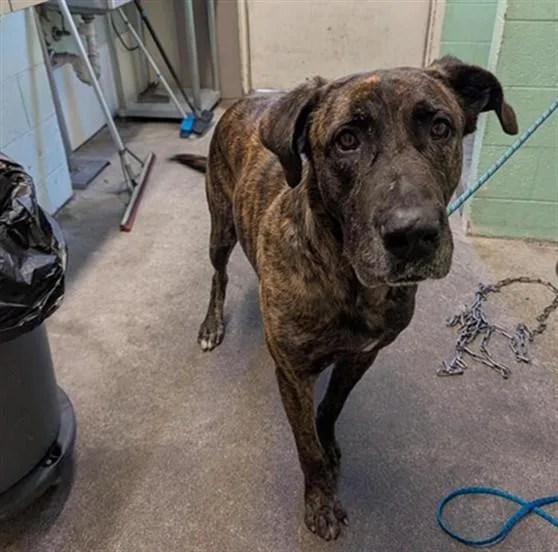 An adult large-sized male Mastiff dog named Kyro for adoption in Sacramento, CA