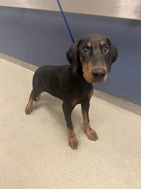 A young medium-sized male Doberman Pinscher dog named Benny for adoption in Miami, FL