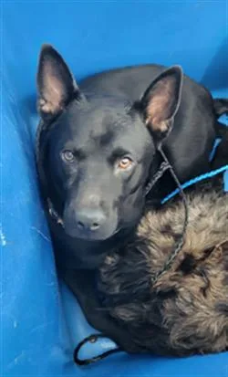 A young large-sized female Mixed Breed dog named Angela for adoption in Dallas, TX