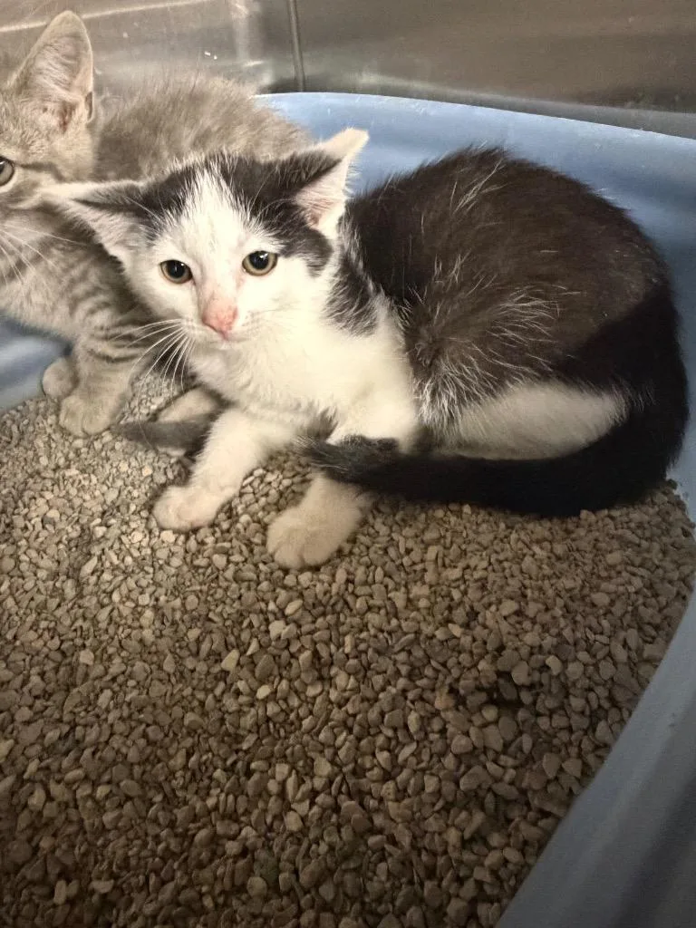 A baby small-sized female Domestic Short Hair cat named Toodles for adoption in Hopkinsville, KY