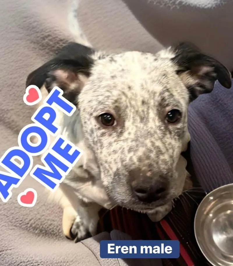 Eren Aka Freckles thumbnail 2