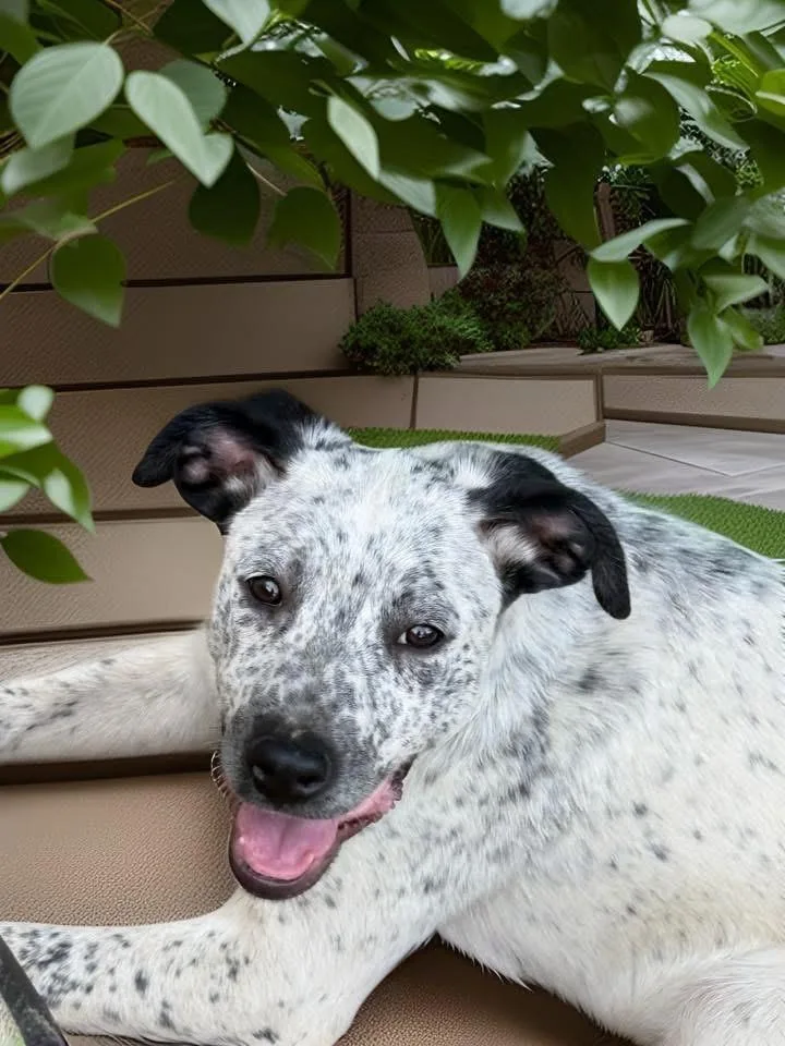 Eren Aka Freckles thumbnail 3