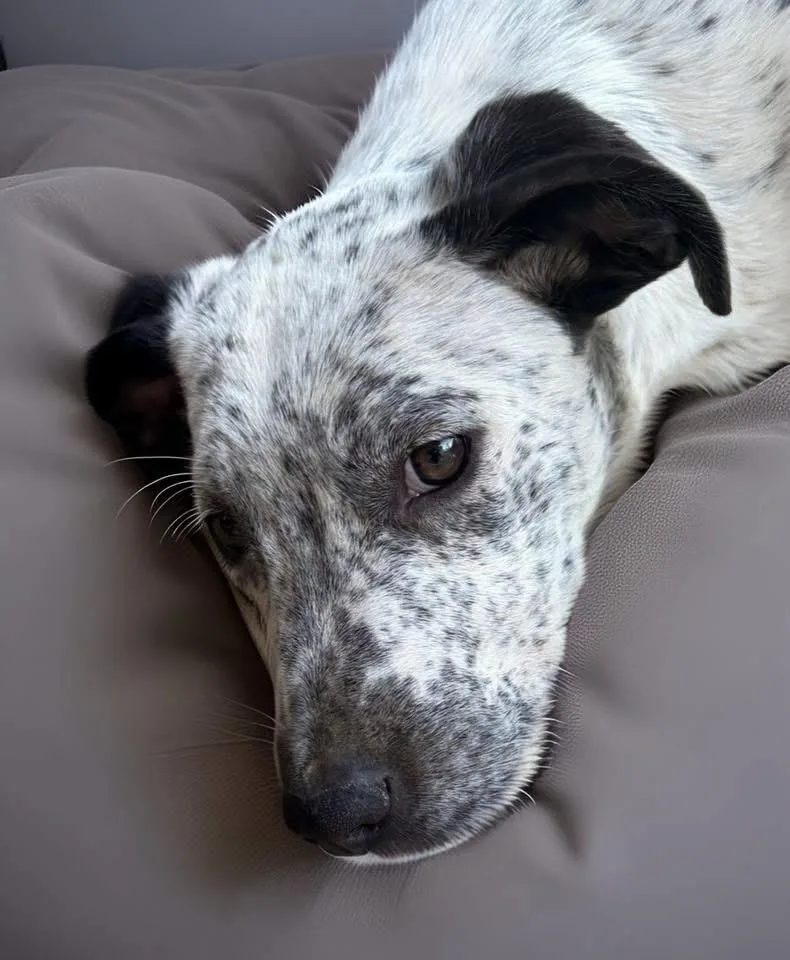 Eren Aka Freckles thumbnail 4