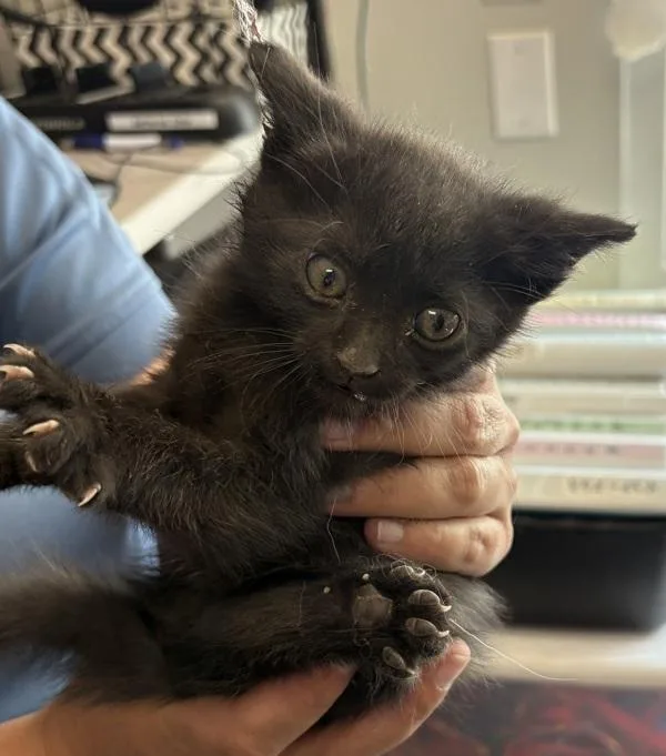 A baby medium-sized male Domestic Short Hair cat named Vesta for adoption in Salt Lake City, UT