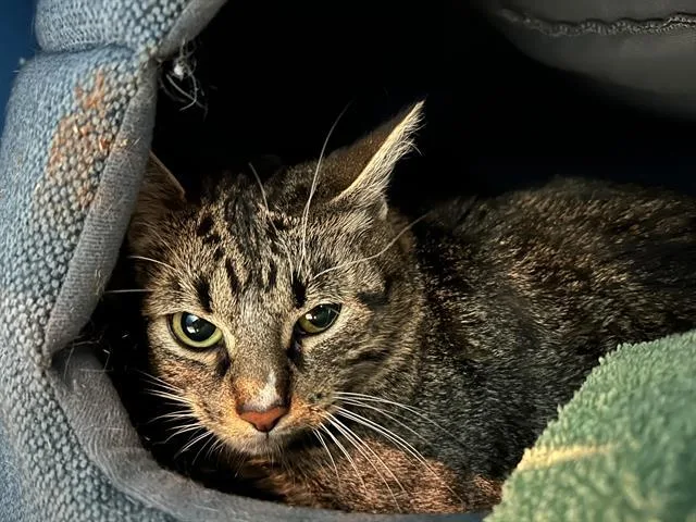 An adult medium-sized female Domestic Medium Hair cat named Tabitha for adoption in Boston, MA