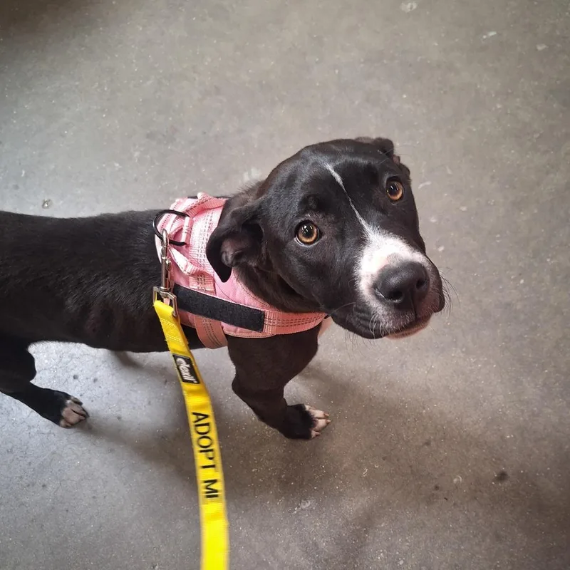 A young medium-sized female Black Boxer dog named Elliana for adoption in Alexandria, VA