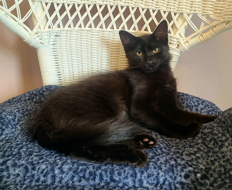 A baby medium-sized female Black Domestic Medium Hair cat named Nami & Zoro for adoption in Kirkland, WA