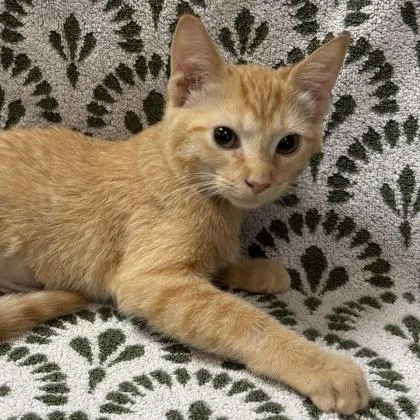 A baby small-sized female Domestic Short Hair cat named Brie $ @ Petsmart for adoption in Seneca, SC